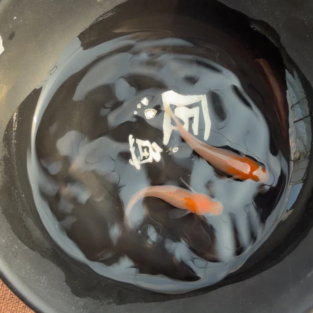 青鳉鱼616.匠红白一对