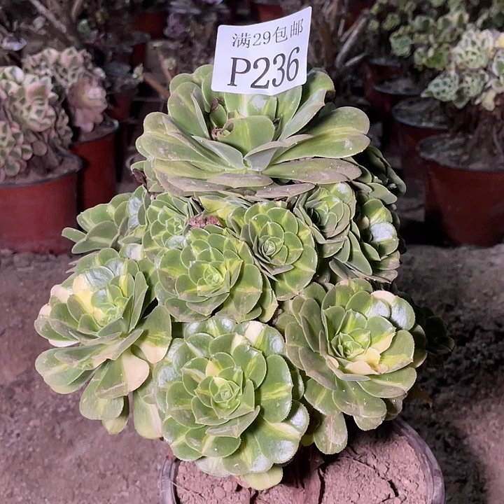 236七彩琉璃多肉植物