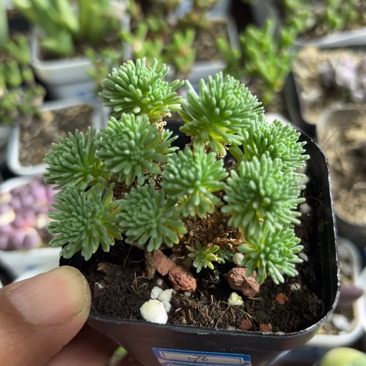 076 球松多肉植物
