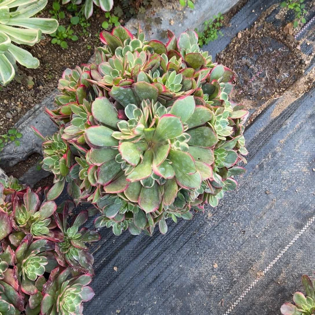 老桩粉花妖夜宴多肉量1颗