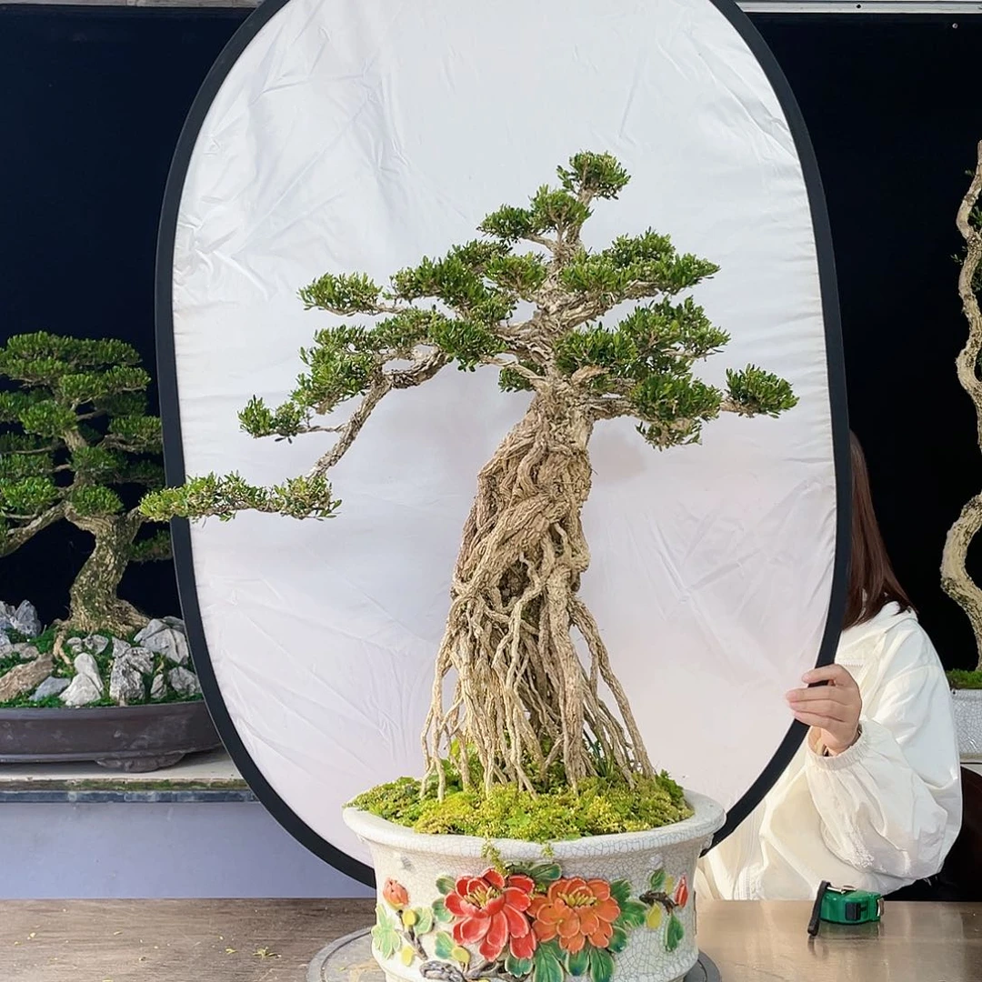 完全开放黄杨盆景四季常青