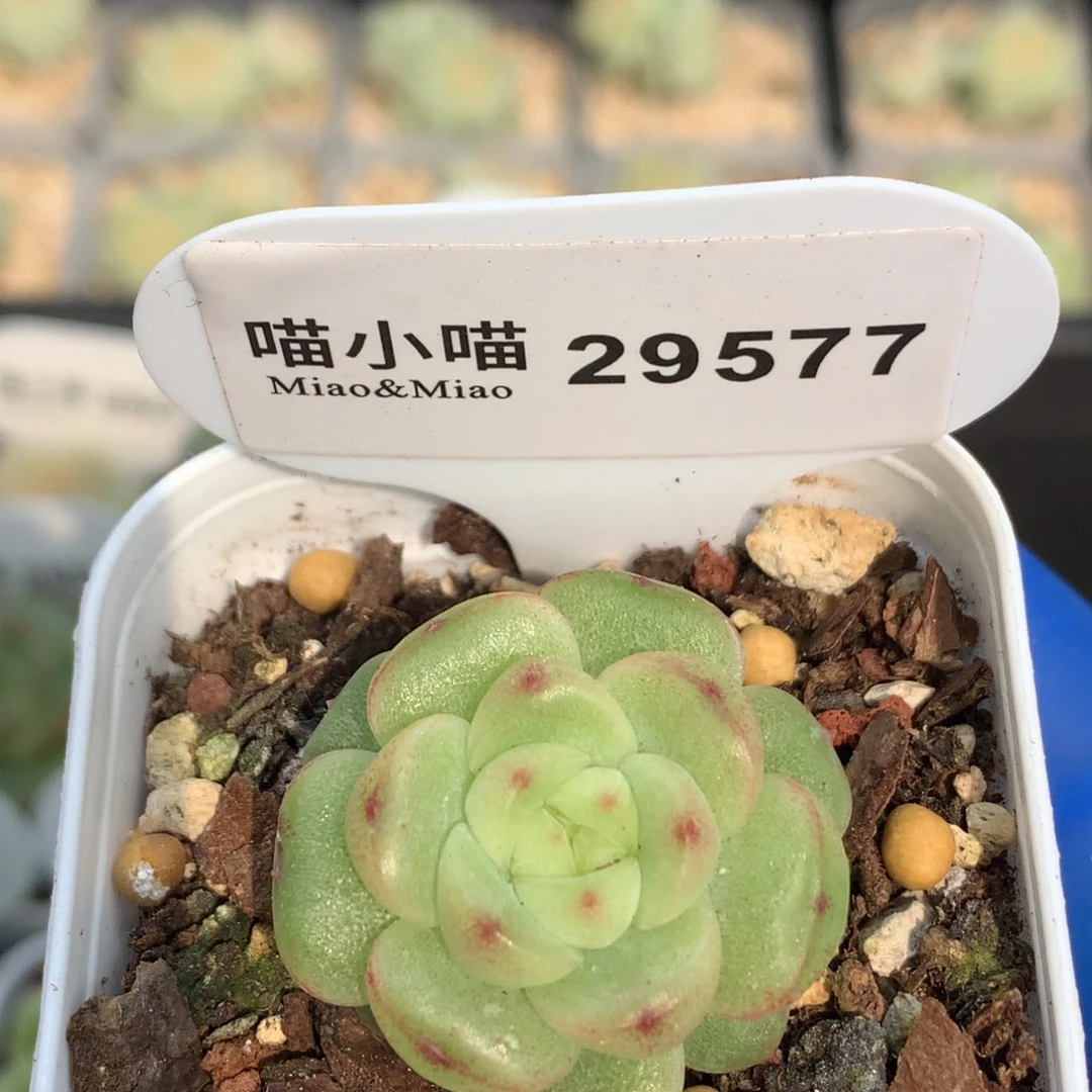 多肉植物杂交珍妮