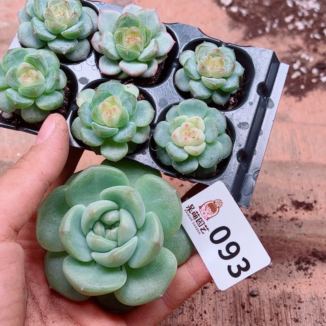 九***煊多肉植物多肉植物