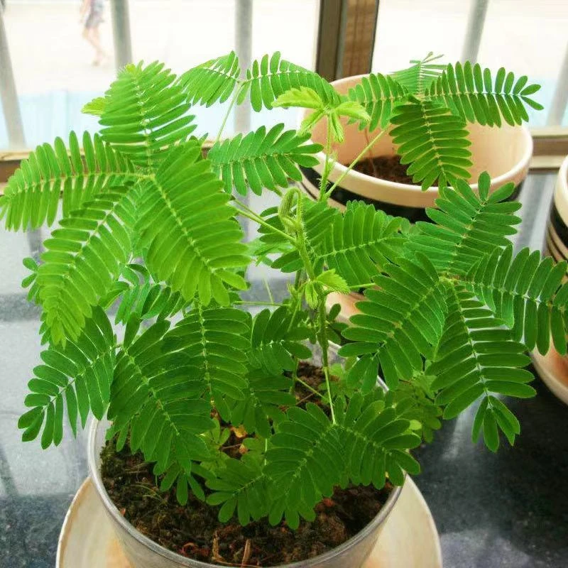 含羞草花种子奇趣植物害羞草盆栽室内阳台花籽四季易活