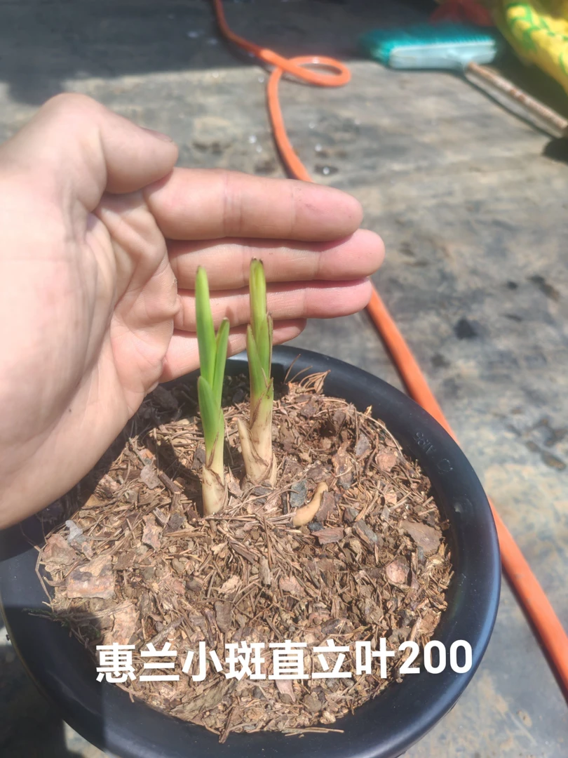 贵州盘州市精品兰花