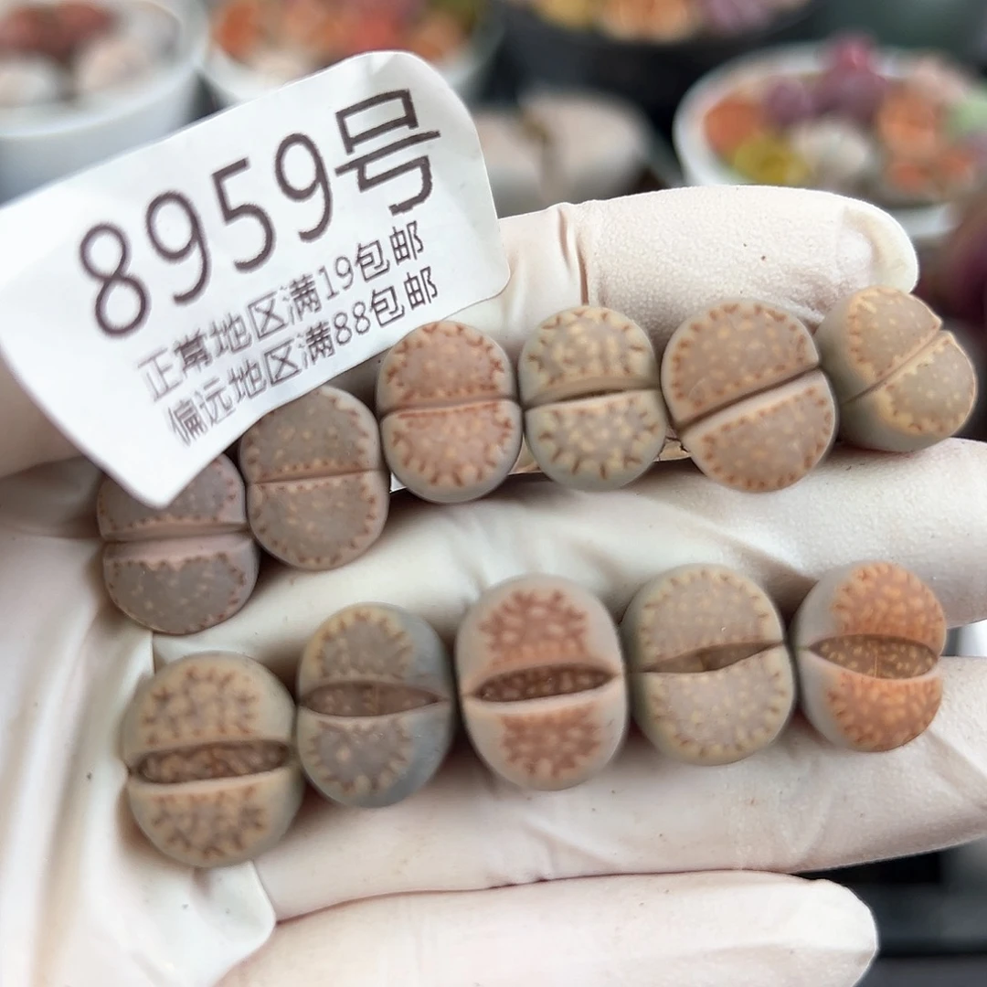 8959 好养易活生石花大母本