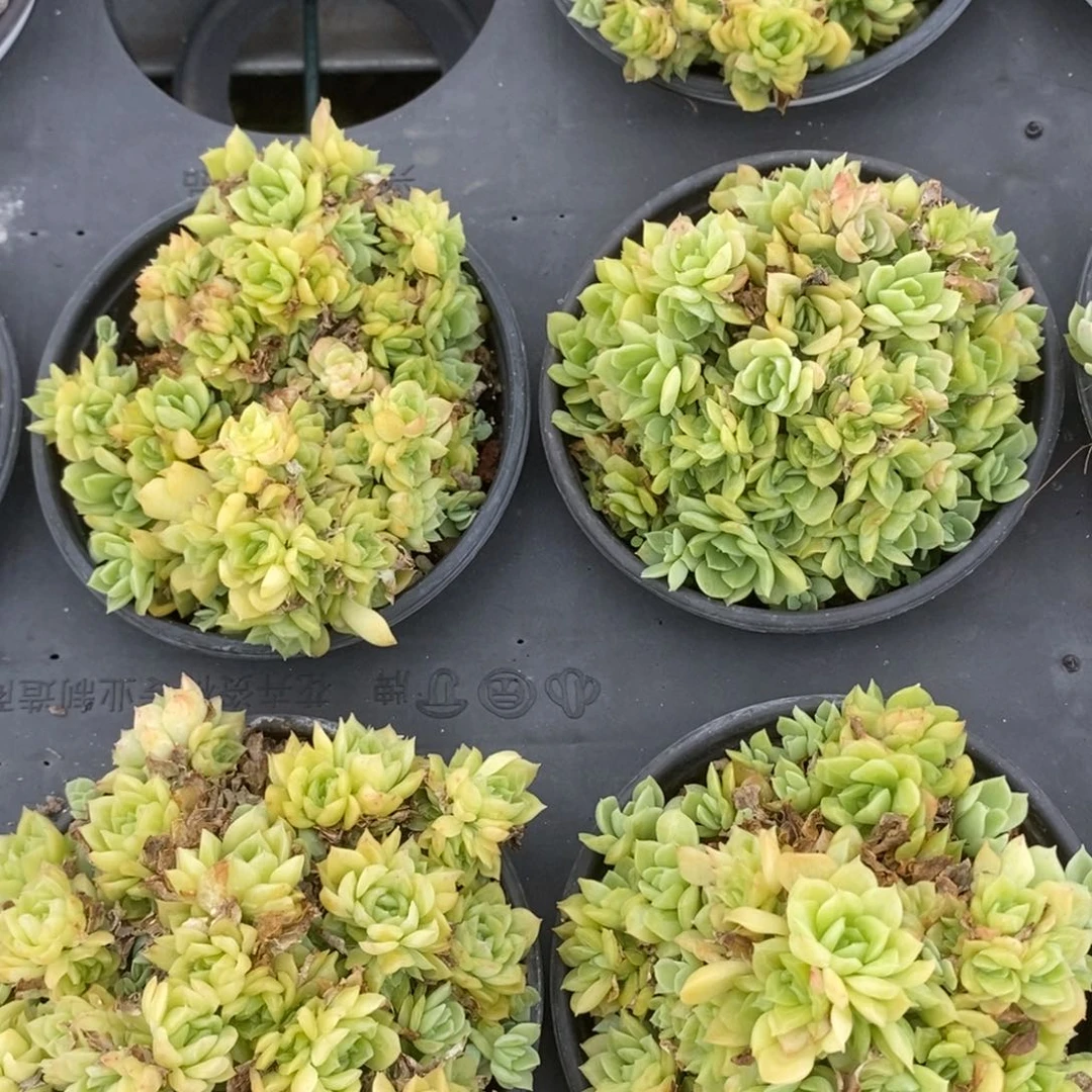 爱杜丽尔麦秆群不包整散一颗量拍多肉满20元包邮满26送一颗