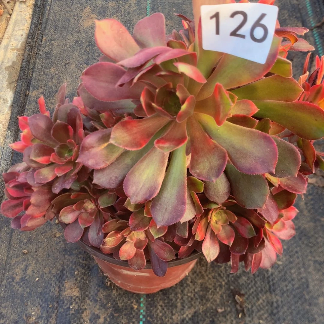 126洛神多肉植物