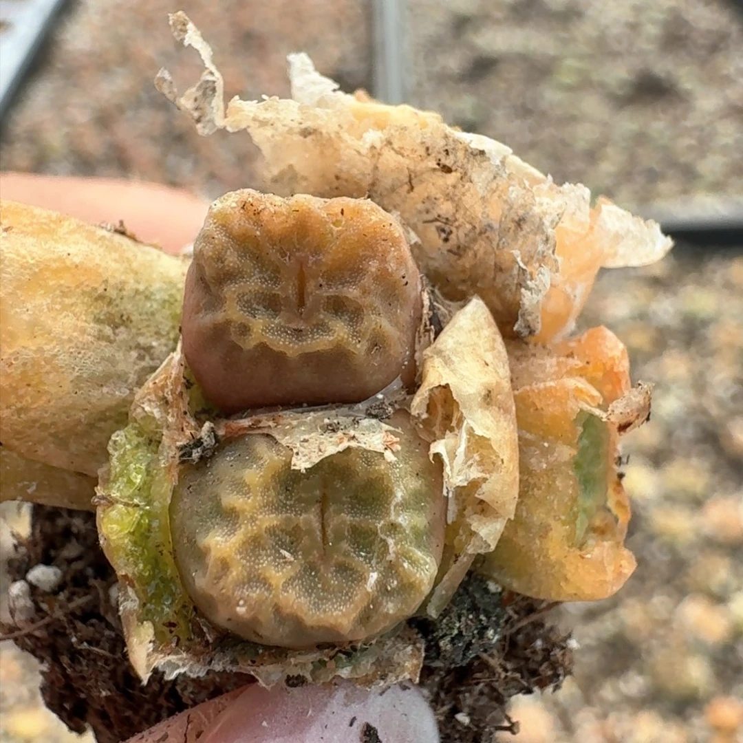 249烧卖1410.66 ,多头