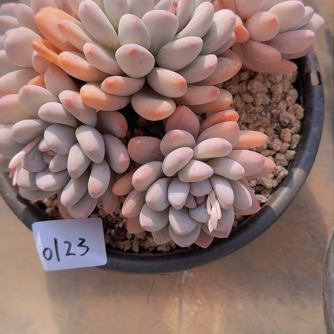 用****30123香水多肉植物