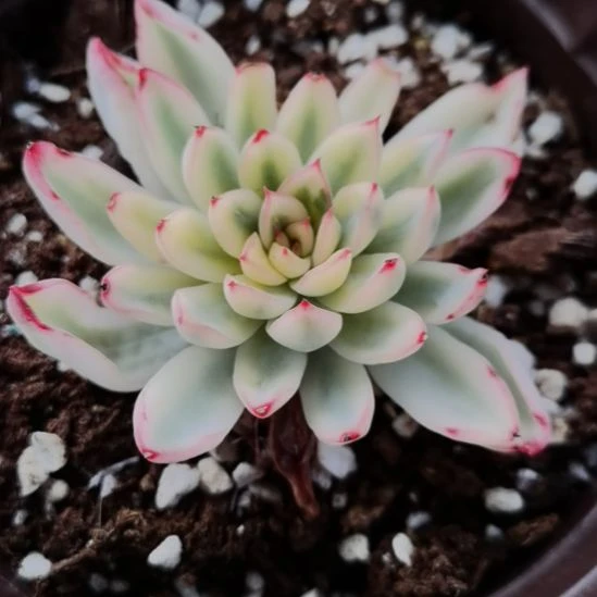 新骑兵白覆轮锦单头带根