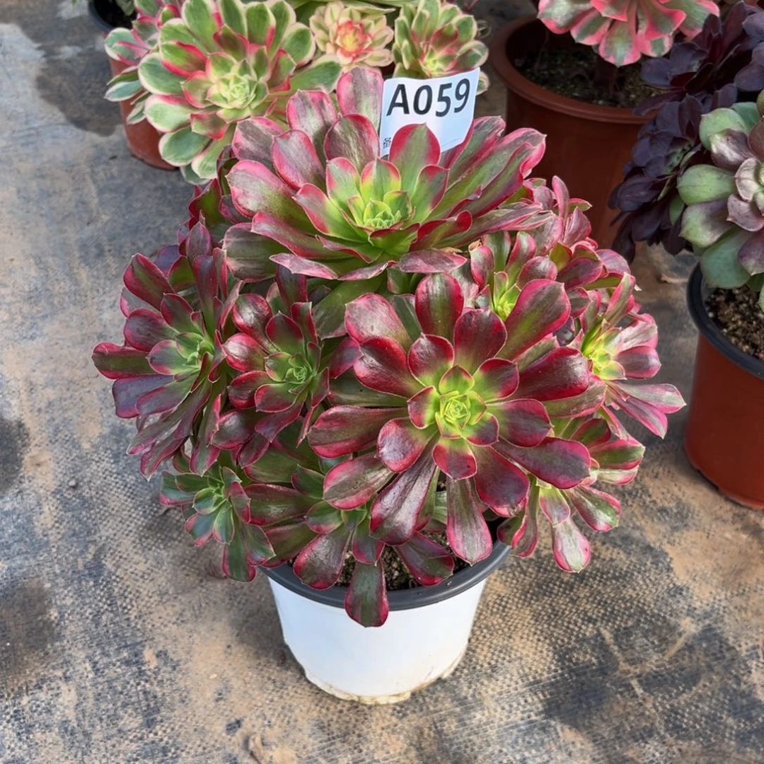 多肉植物安娜锦059多肉肉