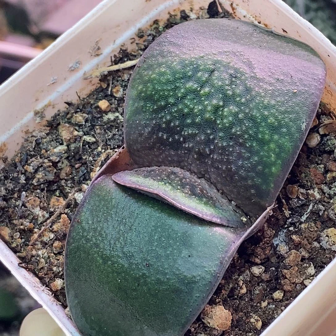 不带盆脱土裸根发货