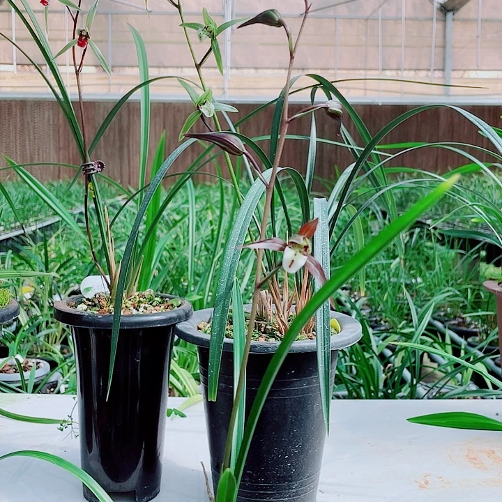 蔚***无花朵一物一漂亮开