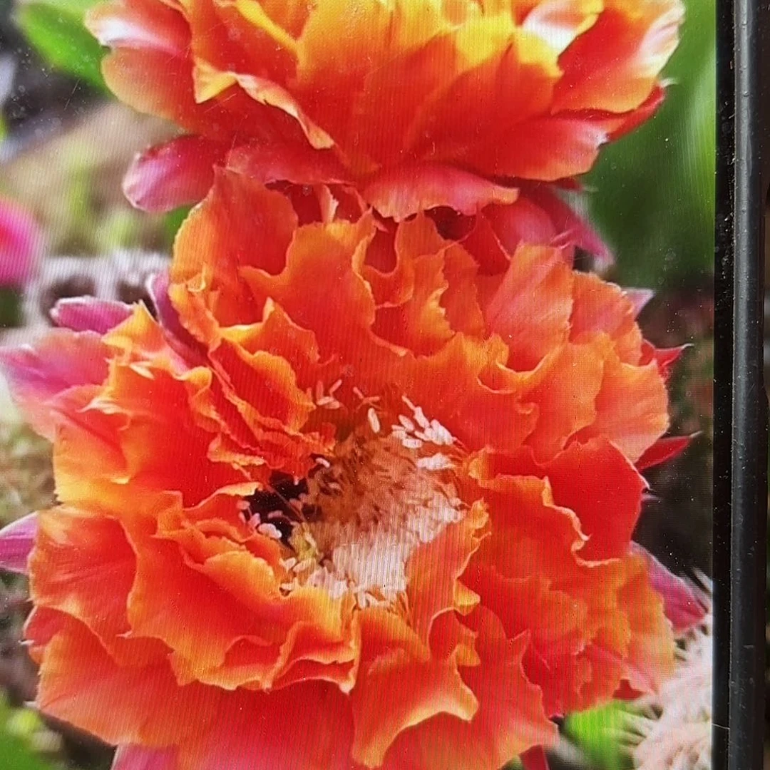 千层酥彩侧牙28包邮仙人球17