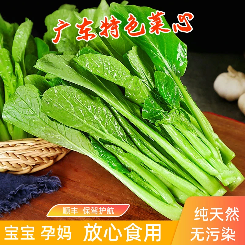 广东湛江特色当季新鲜菜心现摘现发独特清甜可口自家种植无添加