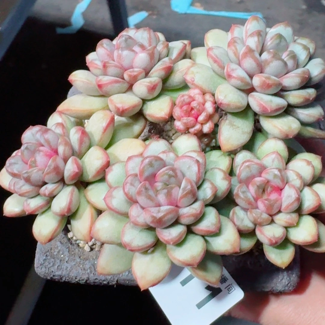 葡萄老桩      愿你一路坦途，乘风破浪展宏图