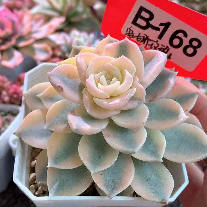 安娜玫瑰有根有根