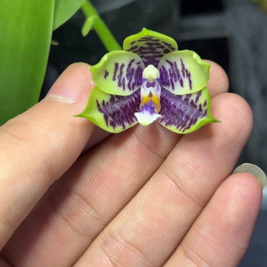 完全开放l610三寸柳林3602