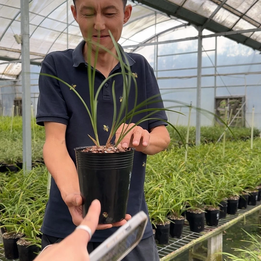 当前无花栽培后可以开花春兰熊猫蕊蝶三苗及以上