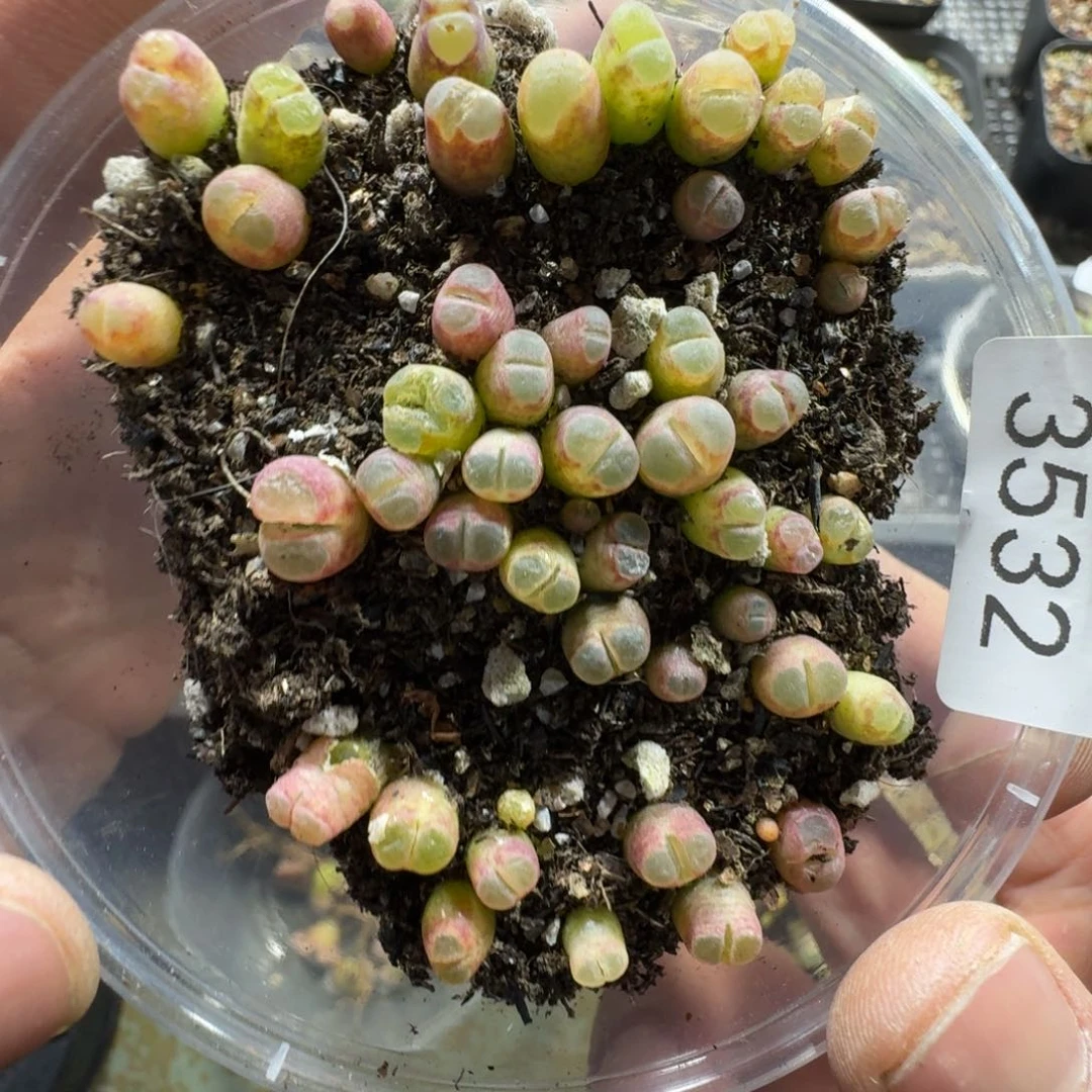 3532。小磁铁。多肉植物