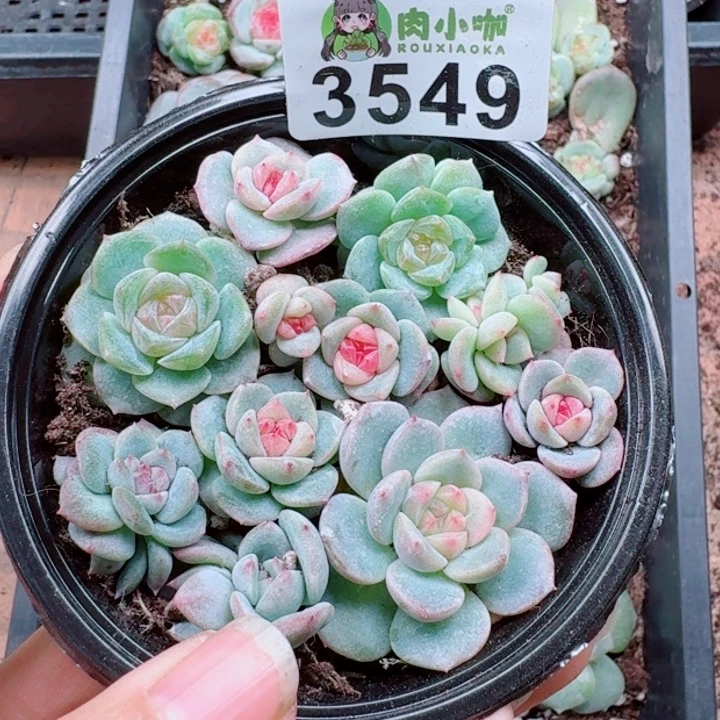 多肉植物多肉植物