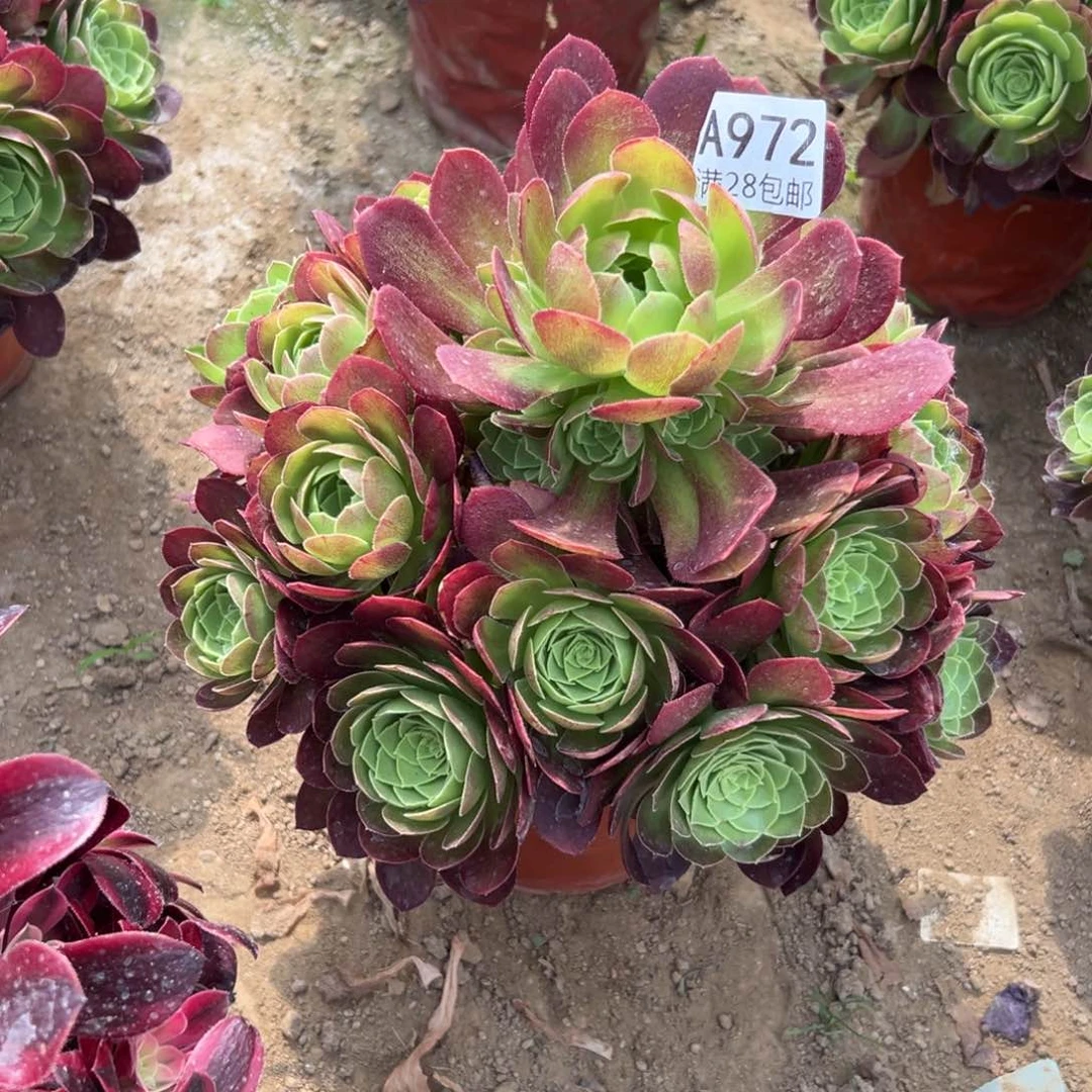 972多肉    圣罗兰