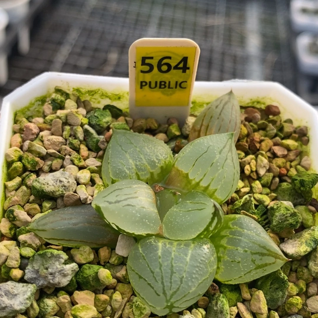 564号虞美人多肉植物