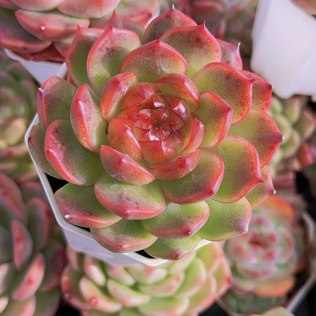 7.5公分9999999989999