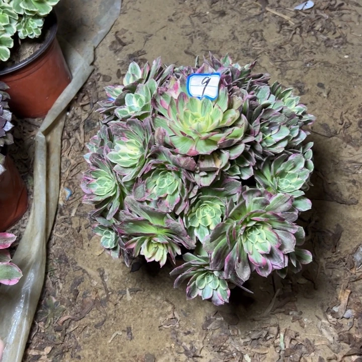 多肉植物万彩灯9个