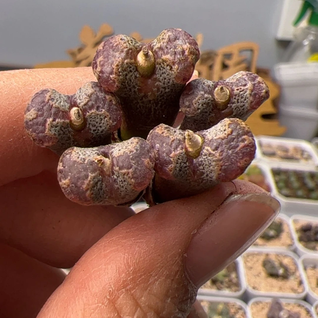 【闪购商品】0000000028