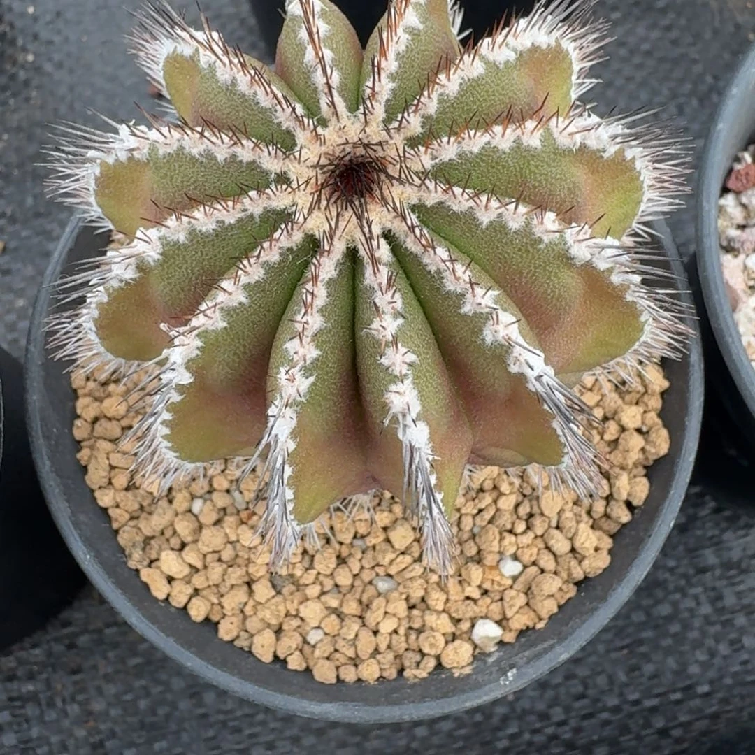 仙人球油伯球实生根