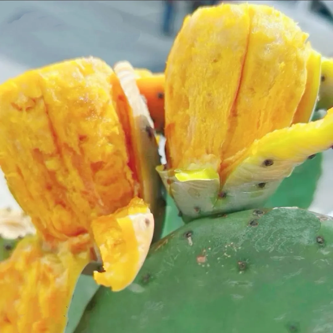 大黄果仙人掌种植片可吃可种可观赏可食用无刺植物的绿植盆栽