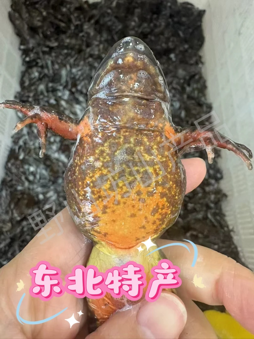 东北母豹子（鲜活母蛤） 东北河鲜 满籽满油 《顺丰包邮》