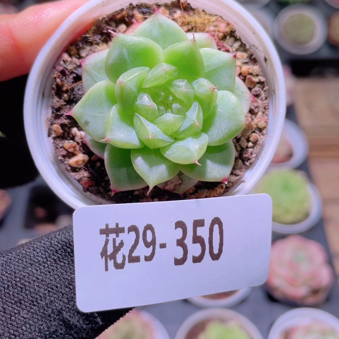 花利美29-350新品珍妮