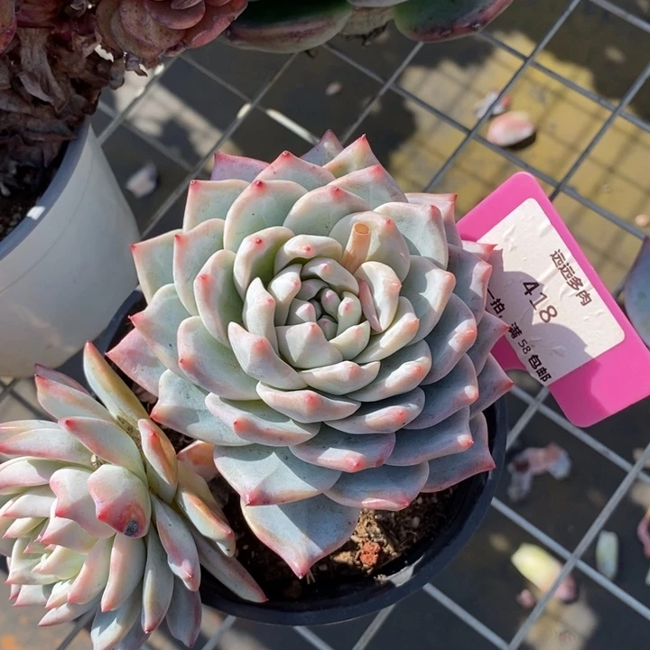 418粉蓝鸟肉肉肉肉肉肉