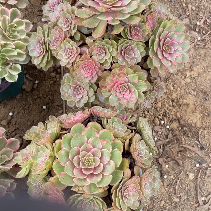 无花朵533多肉植物雨荷变异2棵