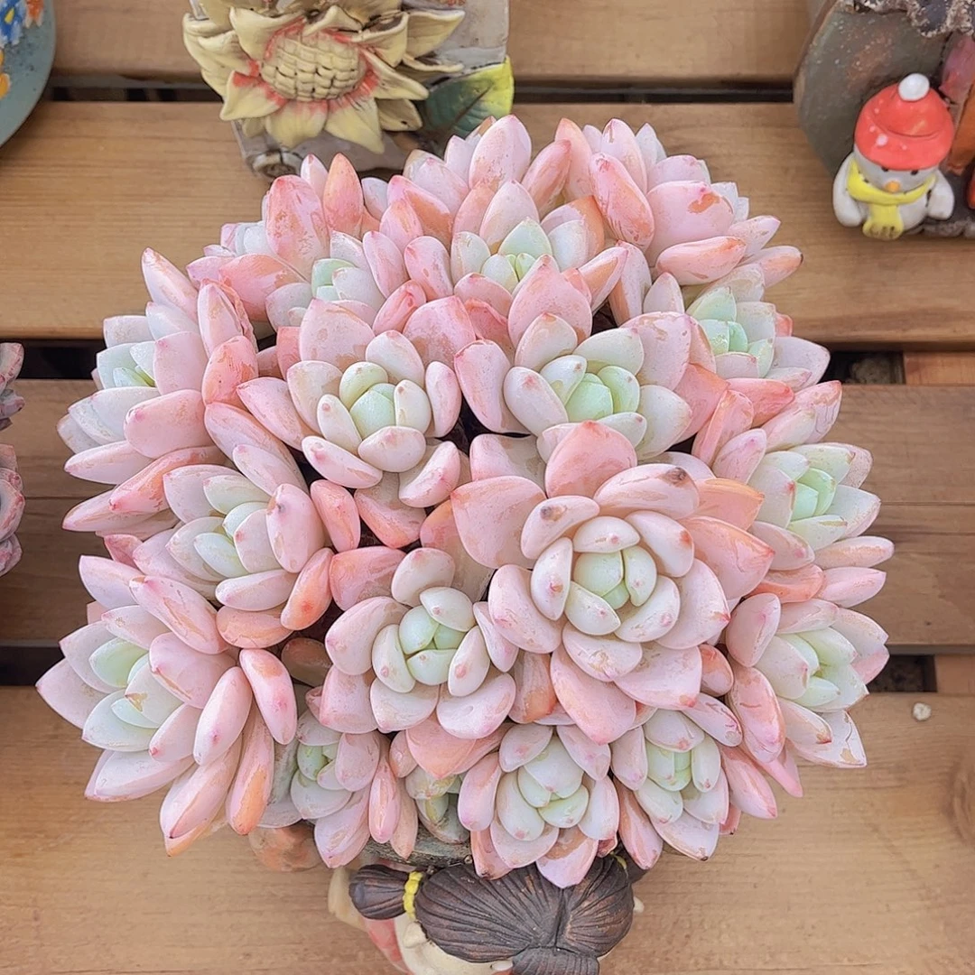 韩版冷香老桩多肉