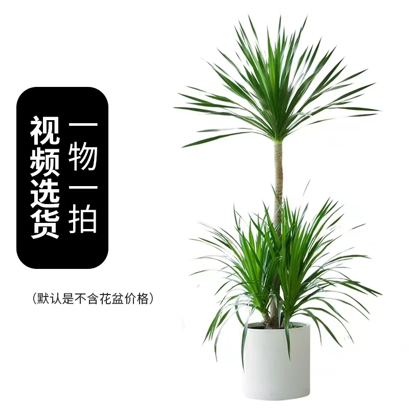 龙血树【一物一拍】富贵椰子树黄金榕树黑金刚红关公棕竹富贵竹青铁