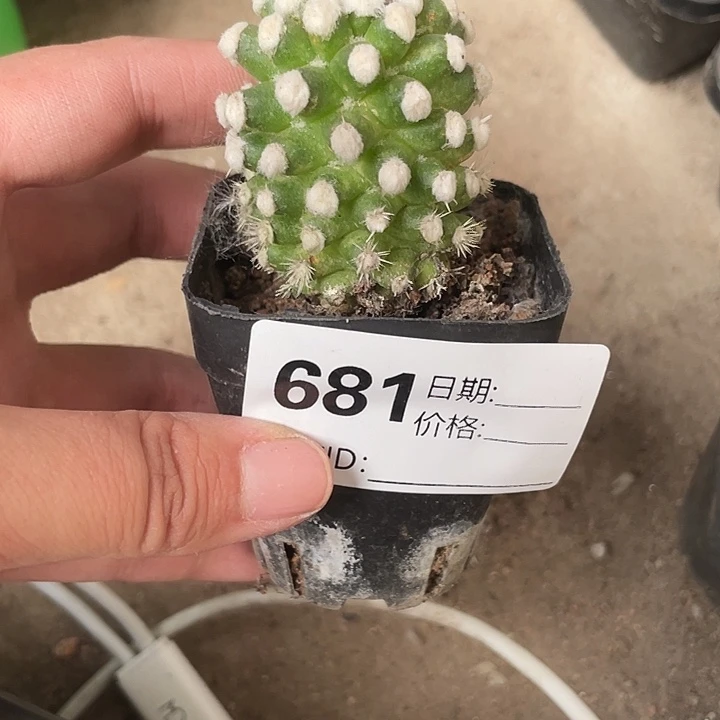 当前无花栽培后可以开花681仙人球开花植物