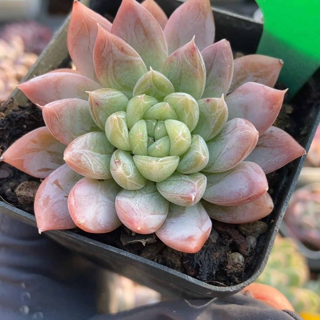 2085爱沙公主多肉植物