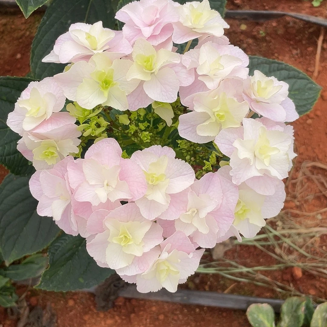 绣球切花一物一拍3枝起包邮，58