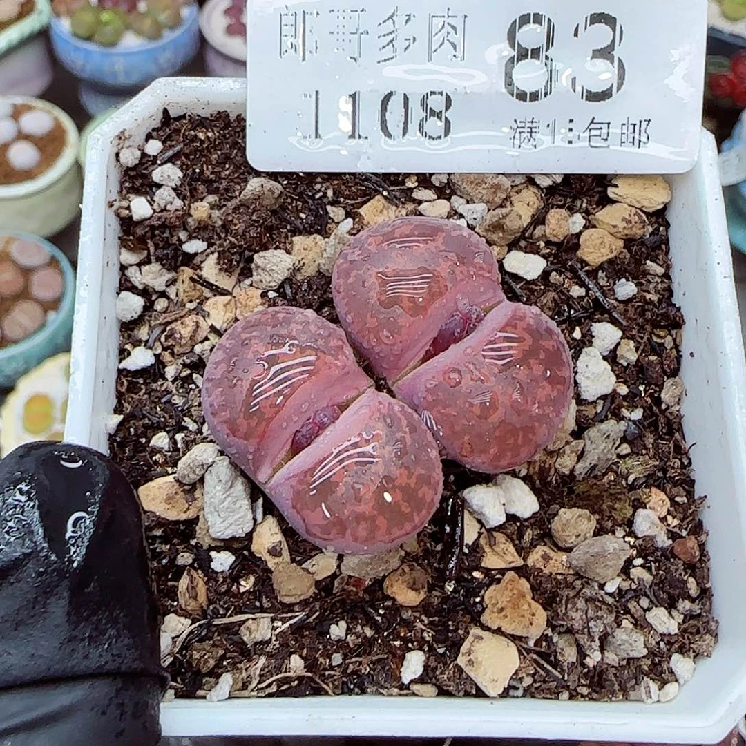 生石花满18包邮1108-83