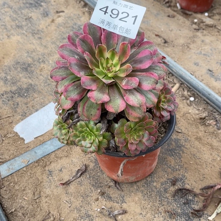 4921月蝉的人多肉的