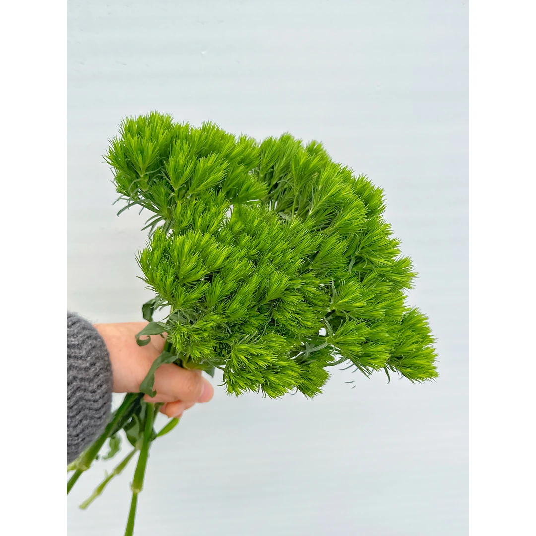 套餐14  绿色石竹花一小把+白色单瓣紫罗兰一把