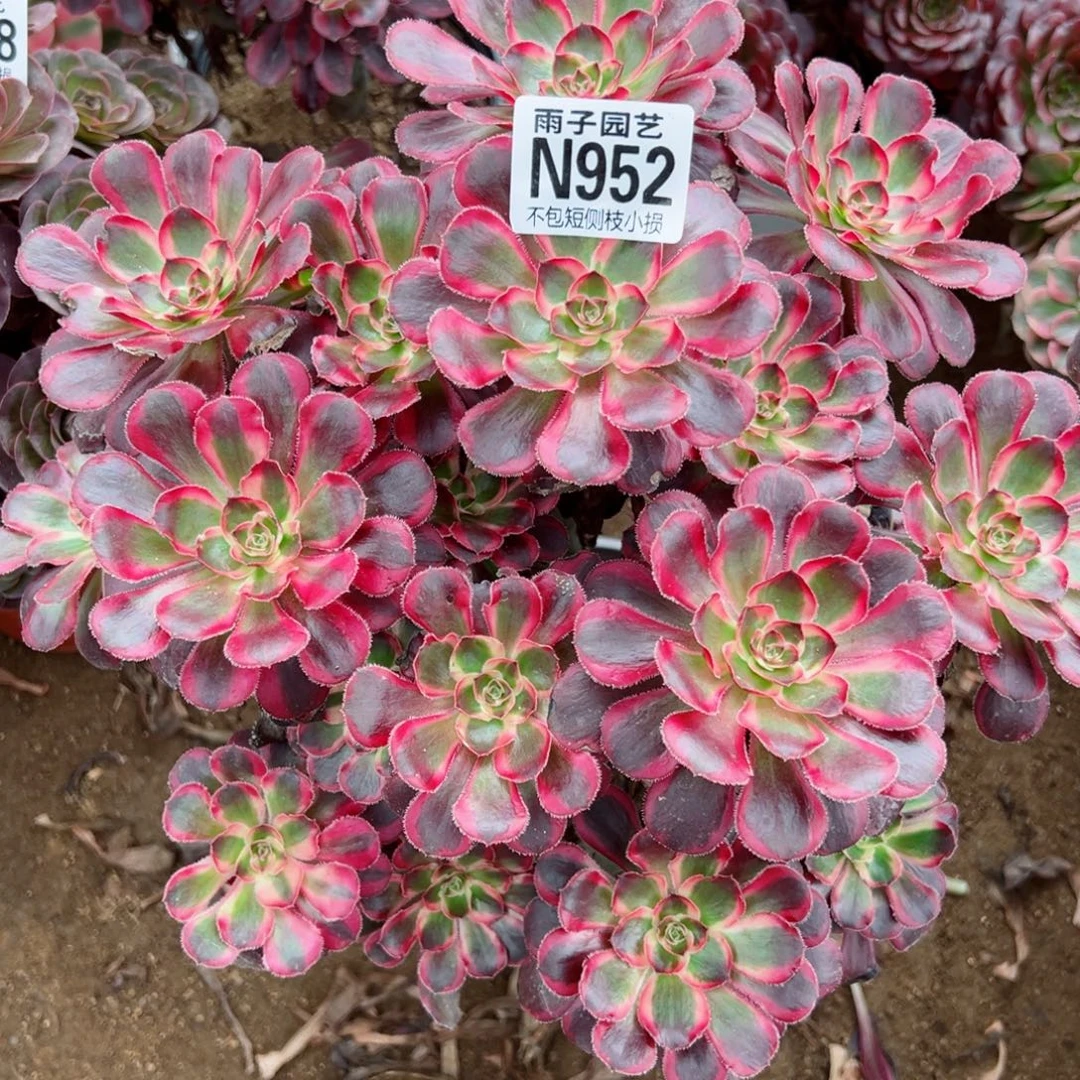 952丽娜尺寸28左右