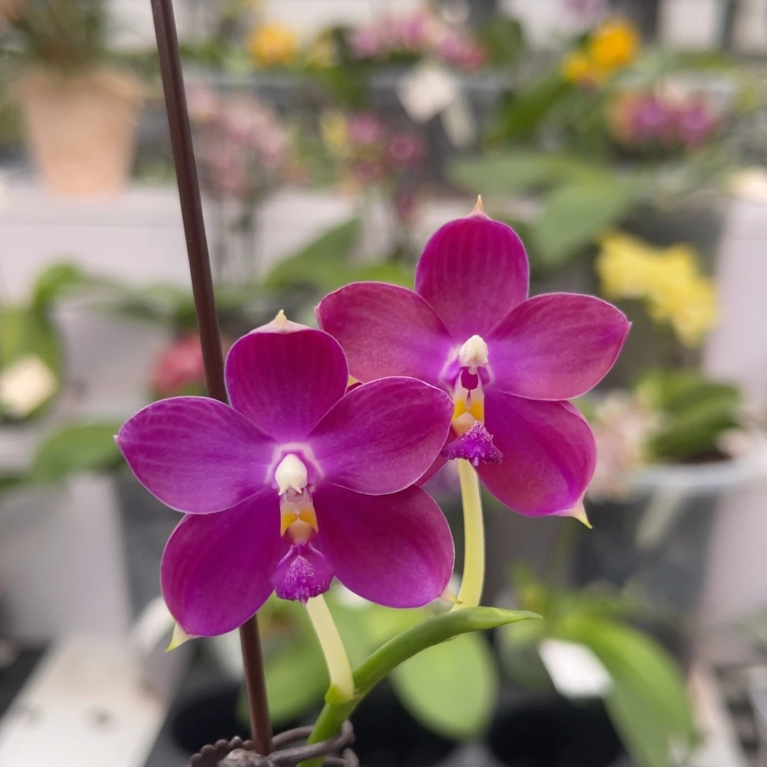 完全开放1337 2.8寸JG2354 浓香一物一拍