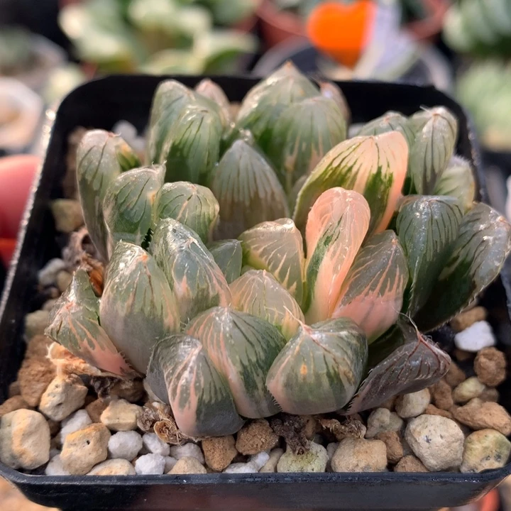 玉露锦，带盆土发货