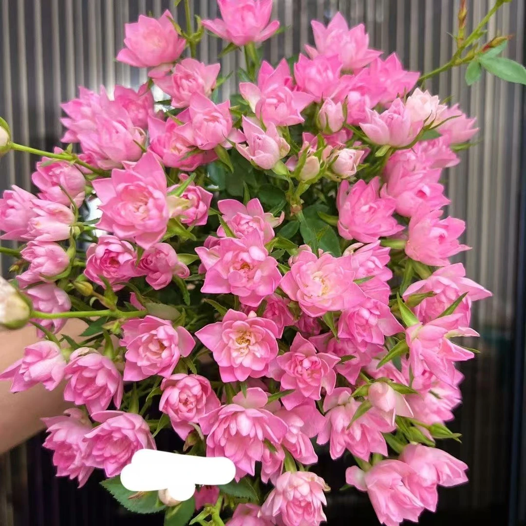 天荷繁星花苗月季 勤花多头粉白小花微月 迷你好养分支好耐晒抗病