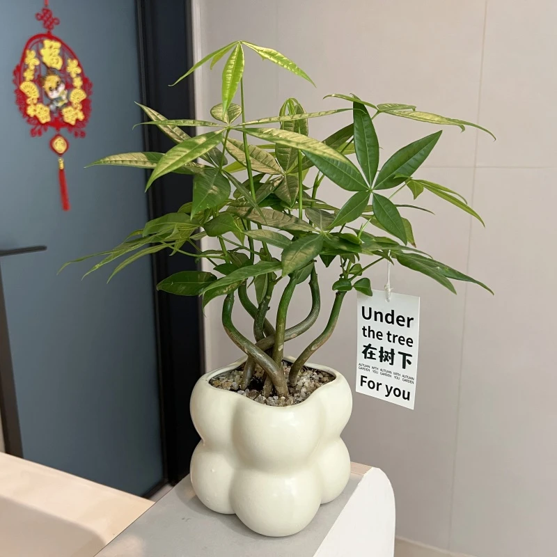 【喜半阴】奇趣发财树小盆栽易活四季植物办公室客厅电视柜绿植